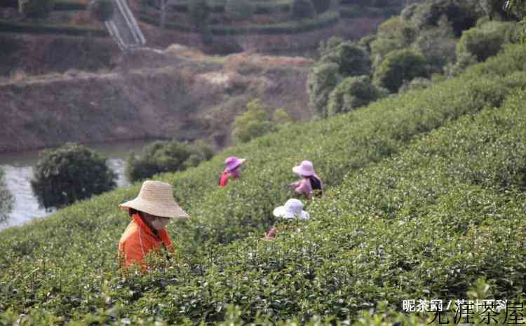 信阳毛尖的制茶流程