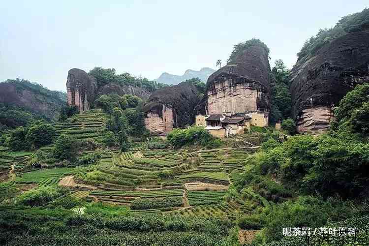 正山小种茶叶产地是哪里