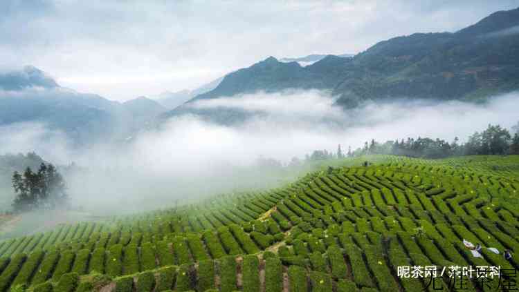 恩施玉露是什么茶树