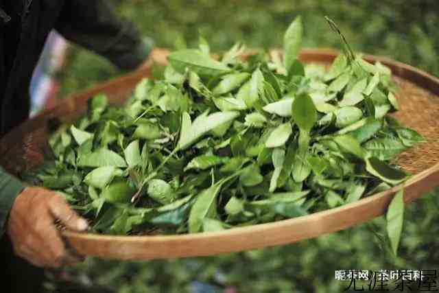 红茶发酵程度标准