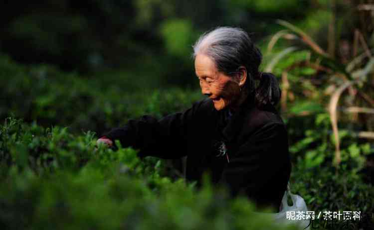 茶话 | 喝茶上瘾，这是怎样的一种体验​