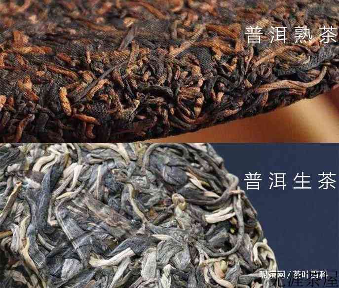 生茶与熟茶区别