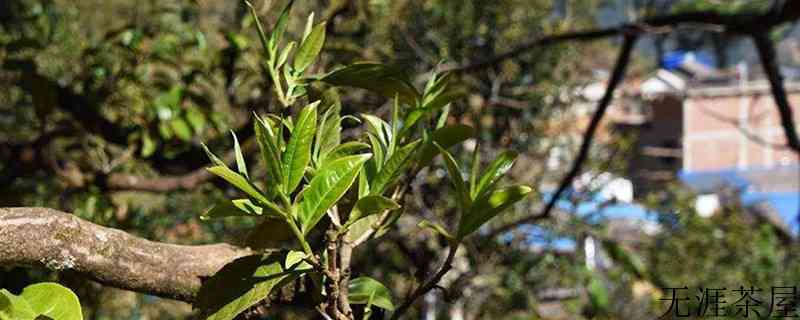 云南普洱茶六大山头特点