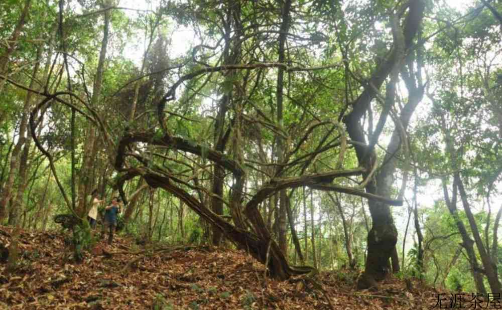 云南普洱茶六大山头特点