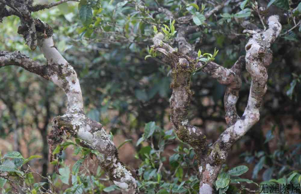 云南普洱茶六大山头特点