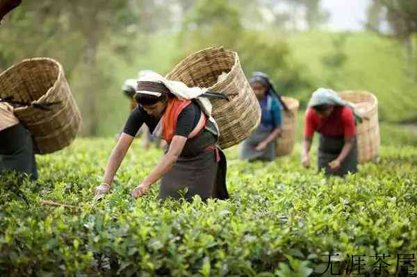 大吉岭红茶等级