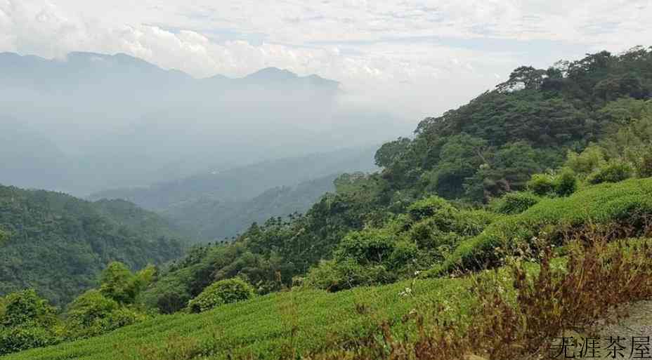 阿里山茶属于什么茶