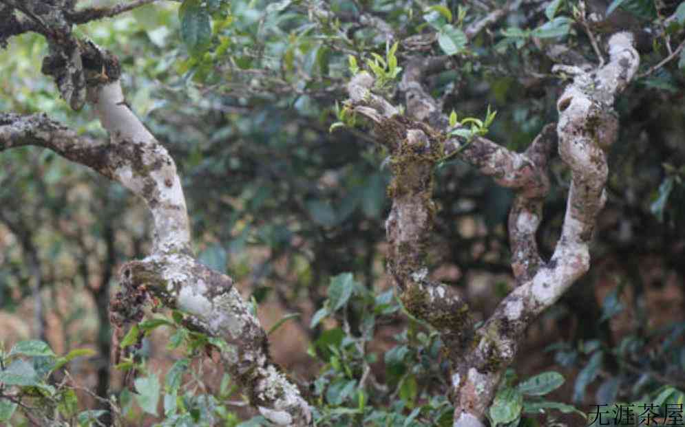 六大茶山是哪几个