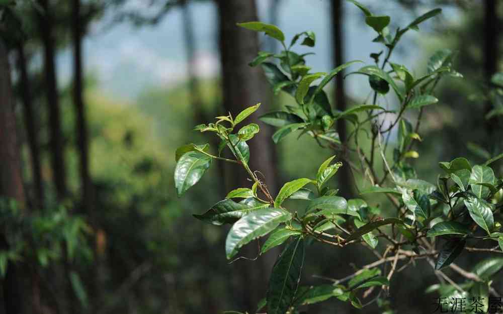 六大茶山是哪几个