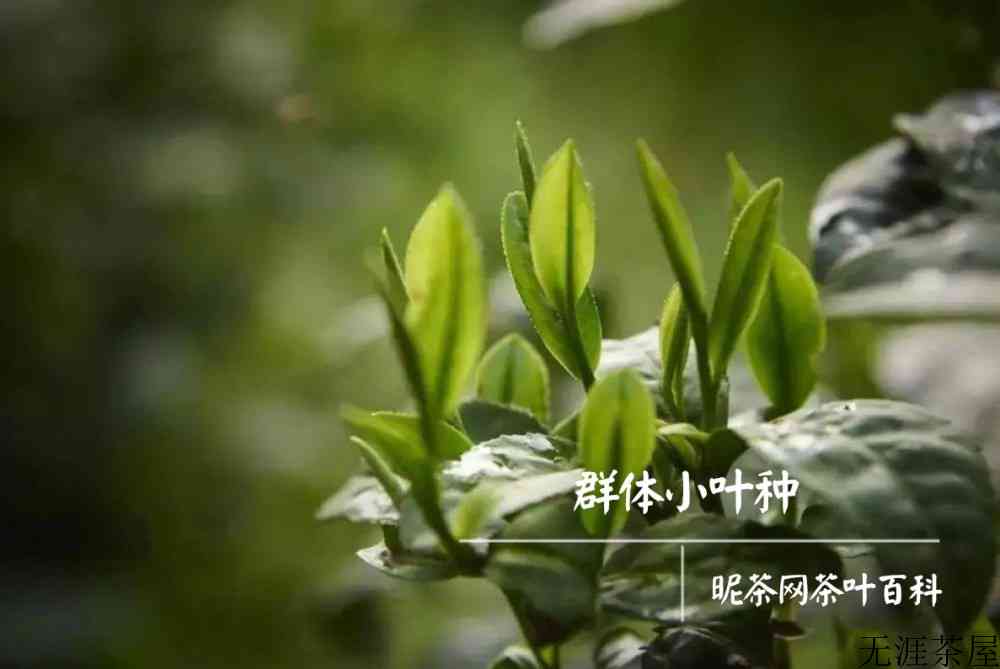 碧螺春的茶叶特点