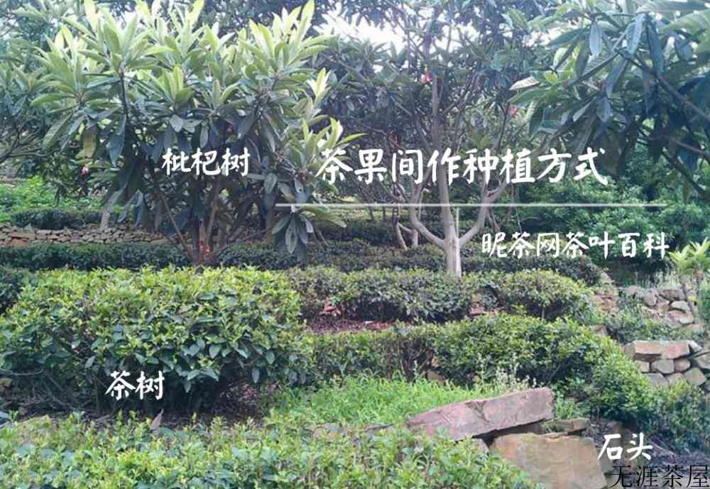 碧螺春的茶叶特点