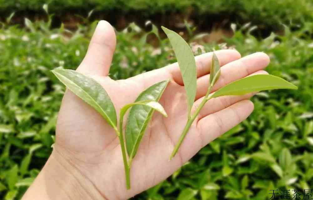 红茶岩茶乌龙茶的区别