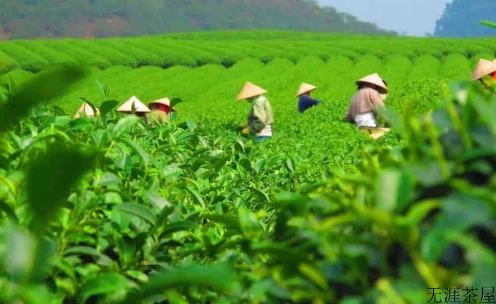 铁观音茶叶产地哪里