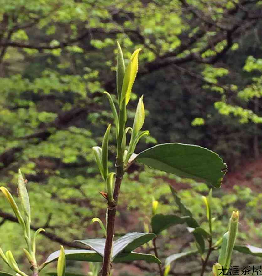 正山小种与铁观音的区别