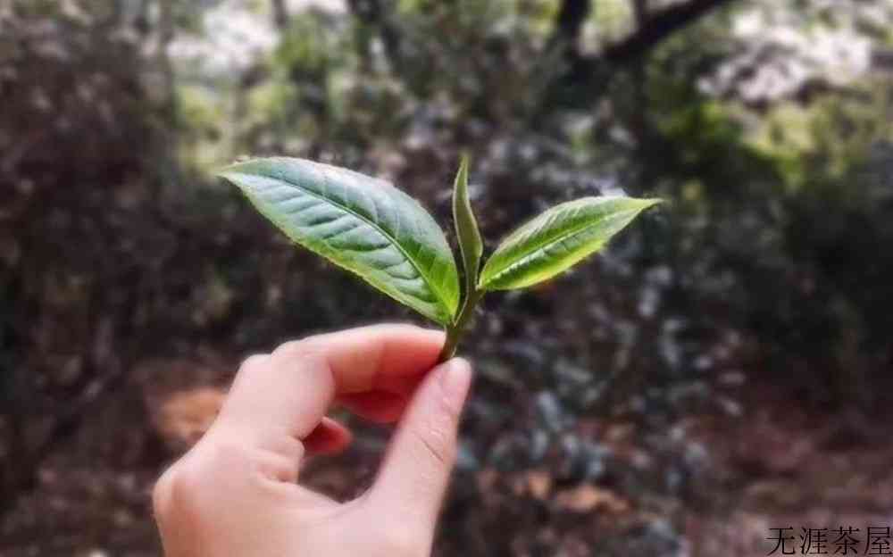 普洱到底是红茶还是绿茶