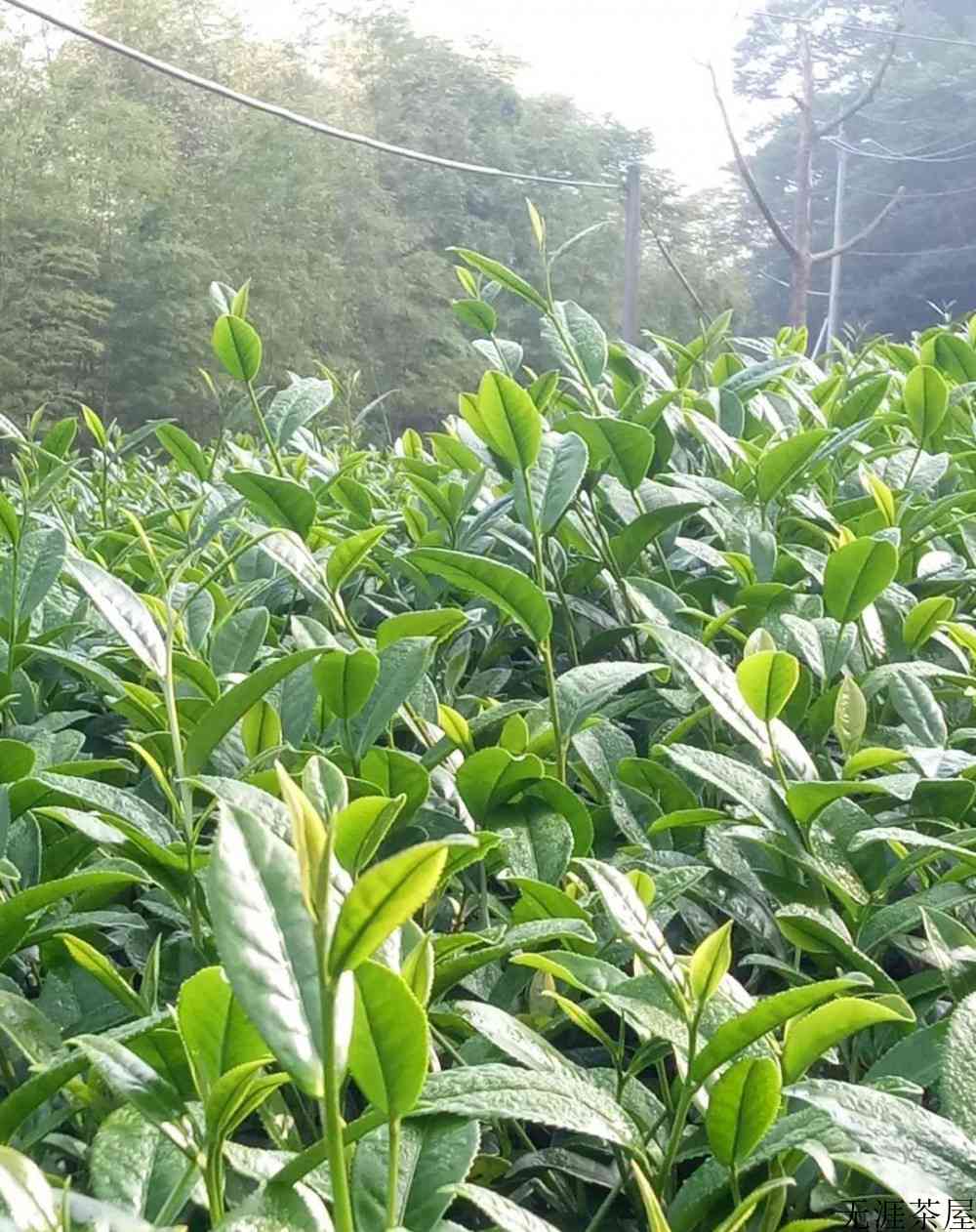 杉林溪茶属于什么茶