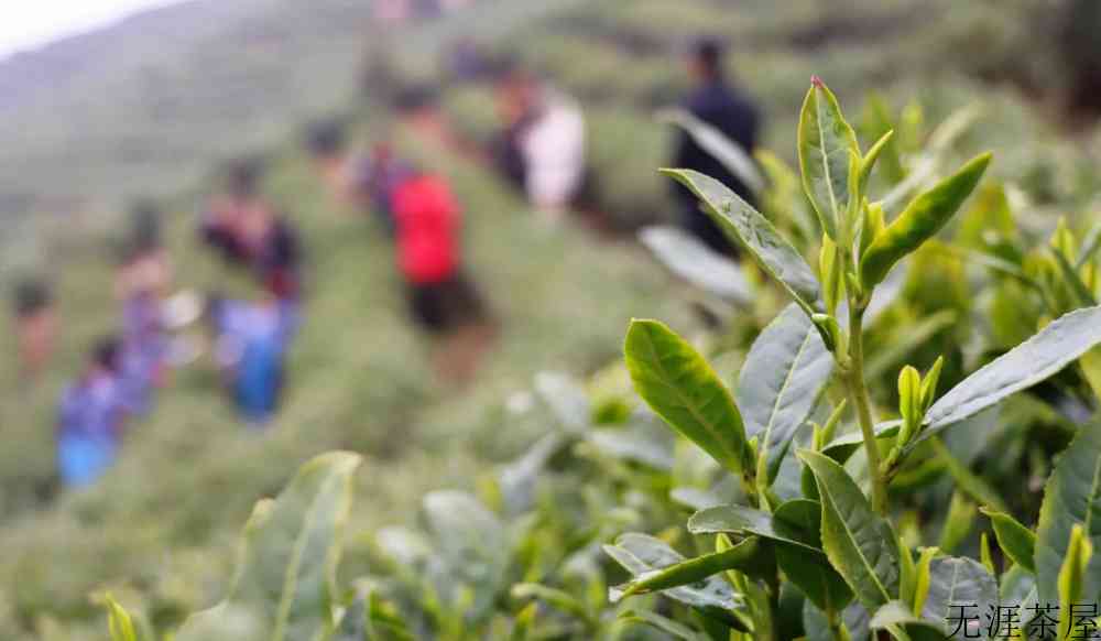 信阳绿茶的功效与作用