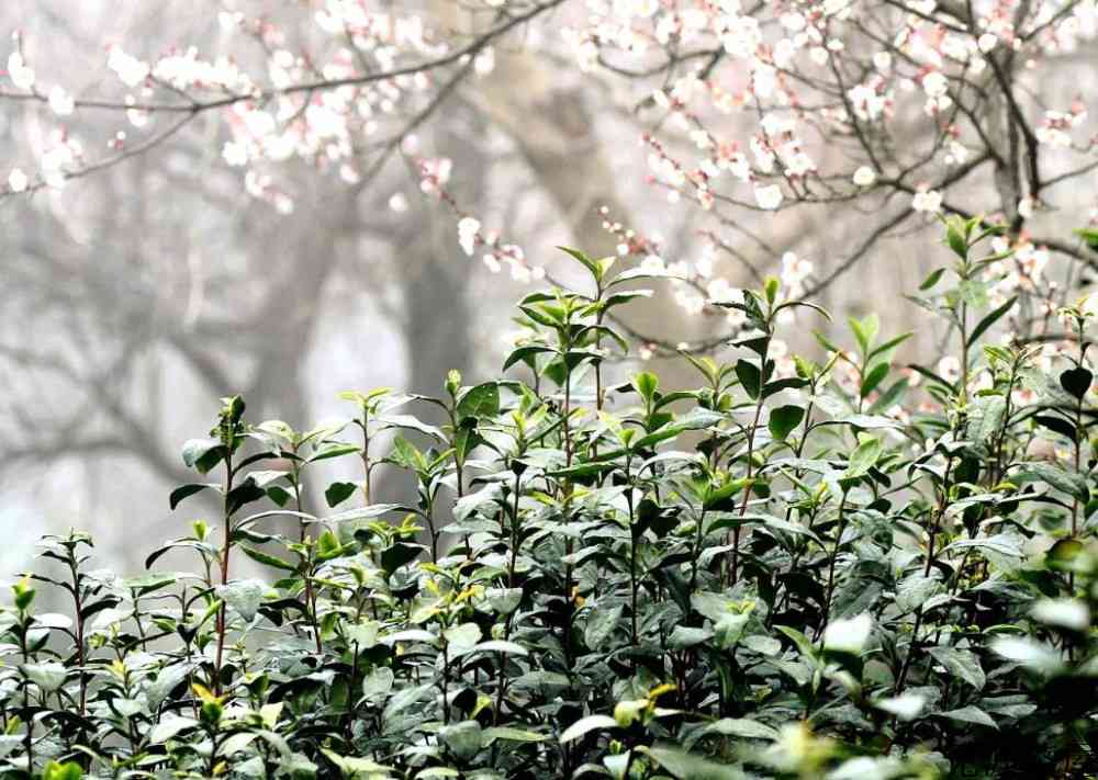 明前茶是几月份的茶