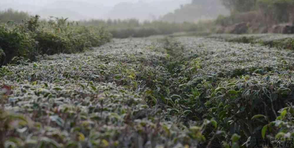 茶叶被霜打了怎么办