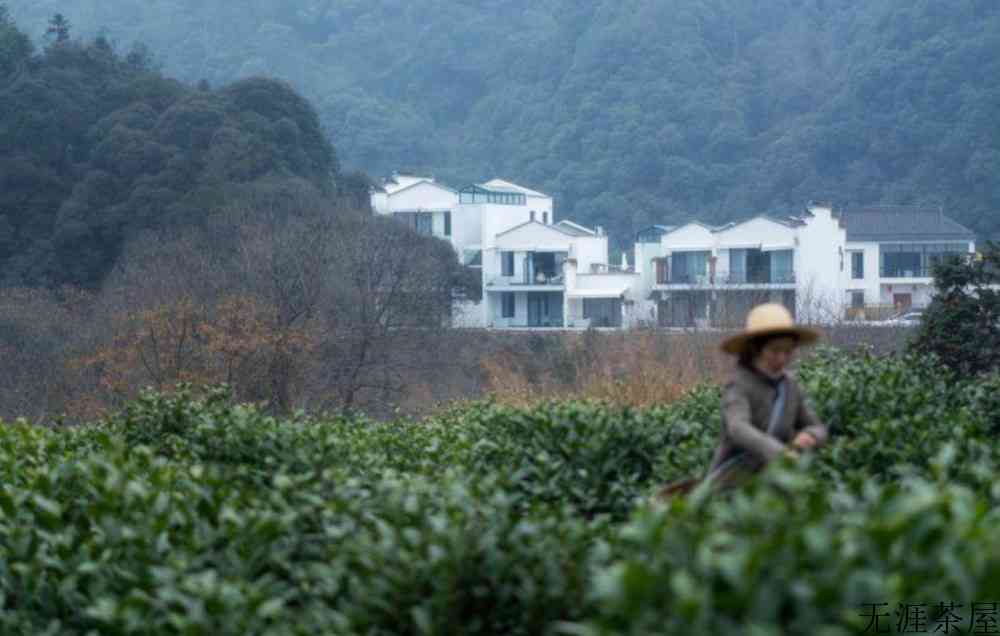 明前茶与明后茶的区别