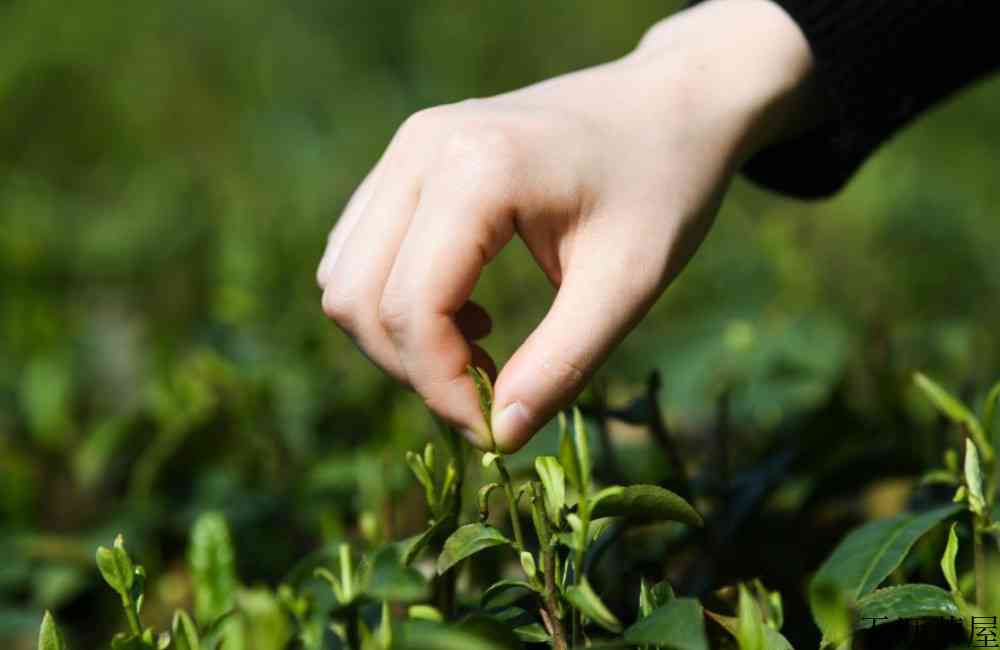 春茶与秋茶各有什么特点