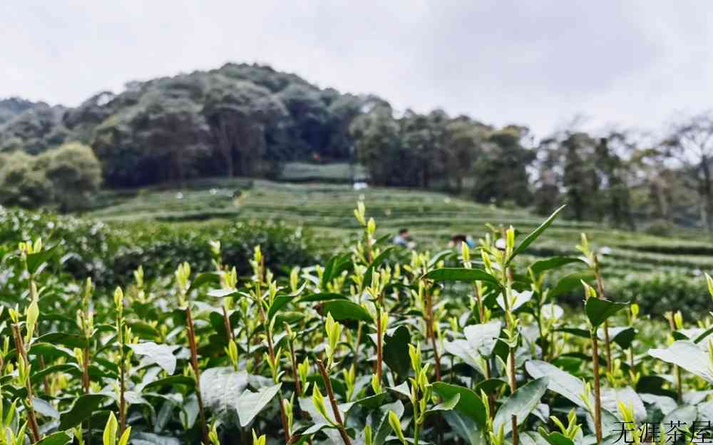 明前龙井和雨前龙井的区别