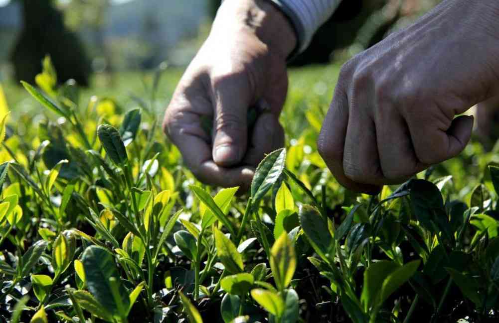 铁观音茶什么时候出新茶