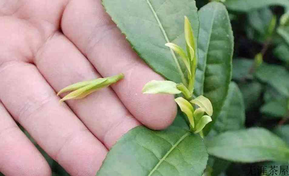 安吉白茶明前茶和雨前茶的区别