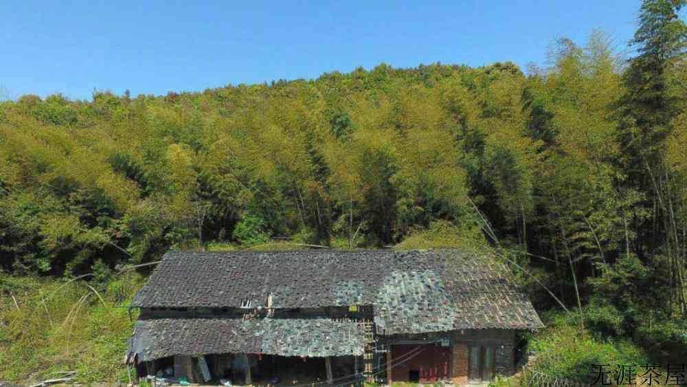 福建白茶饼属于什么茶