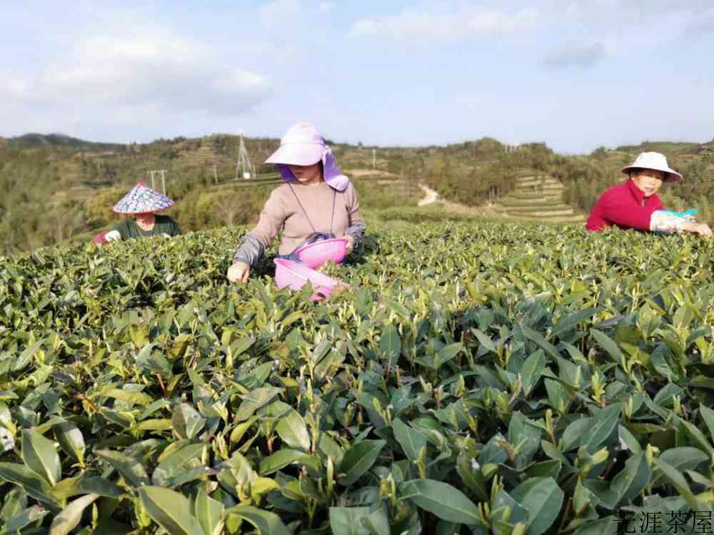 福建白茶饼属于什么茶