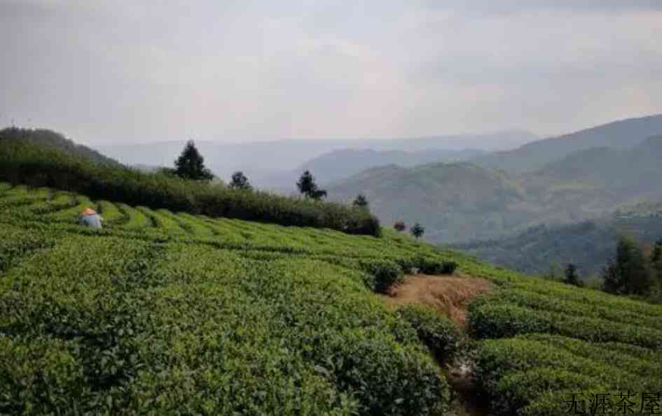 福建白茶饼属于什么茶