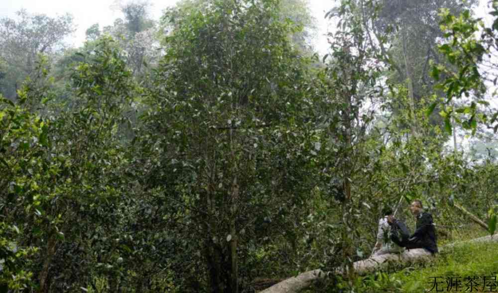 一扇磨古树茶特点