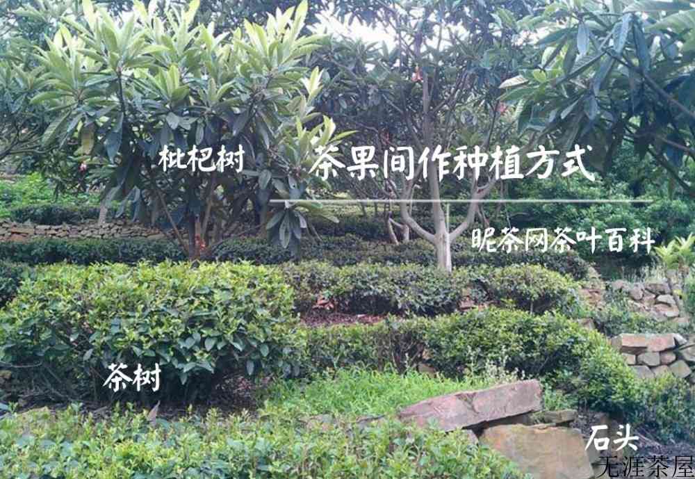 明前碧螺春特点