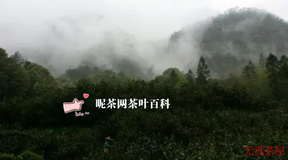 乌龙茶红茶的发源地