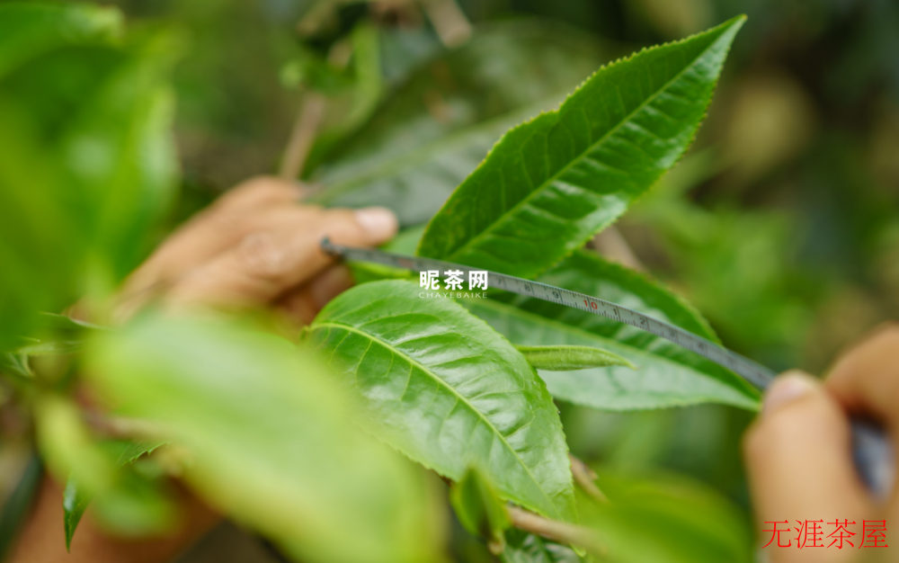 普洱生茶汤为什么会有泡沫