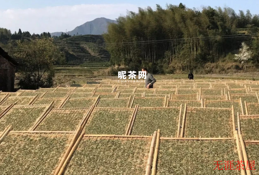 白茶萎凋的三种方式，各有什么特点