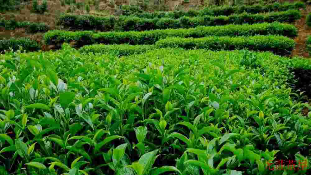 凤凰单丛茶之黄枝花香型介绍