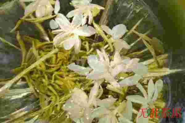 喝茉莉花茶的好处，喝茉莉花茶有啥好处(五大好处介绍)