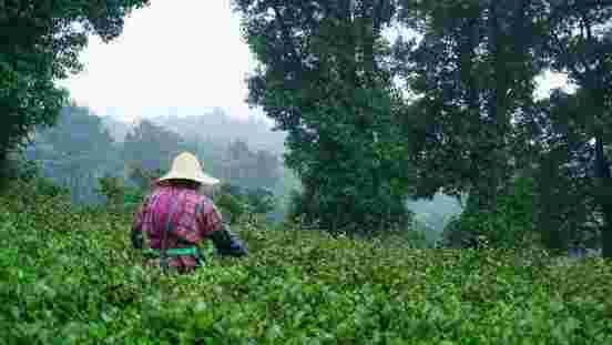 江苏的三款平价好茶，拿碧螺春都[远安黄茶]