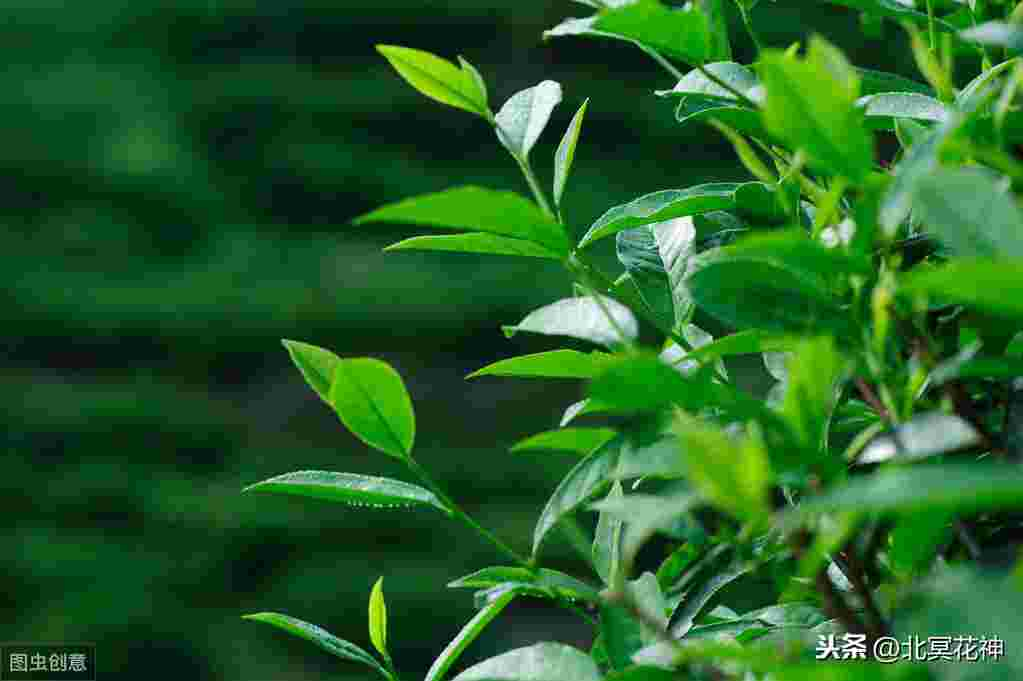 品一壶清茶，享自在人生[一壶清茶悟人生]